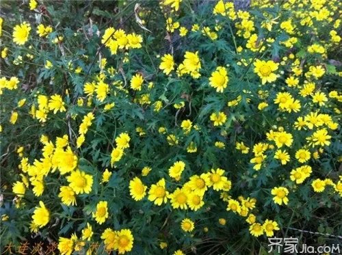 野菊花枕头的功效与作用 菊花枕怎么做