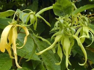 依兰香的样子长什么样？30字