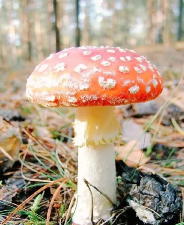 云南昆明一女子讲述吃菌中毒离奇幻觉，这是一种什么样的经历？