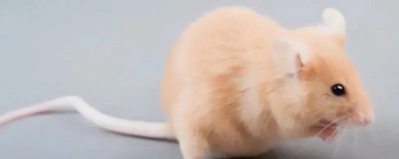 男人当家打一生肖