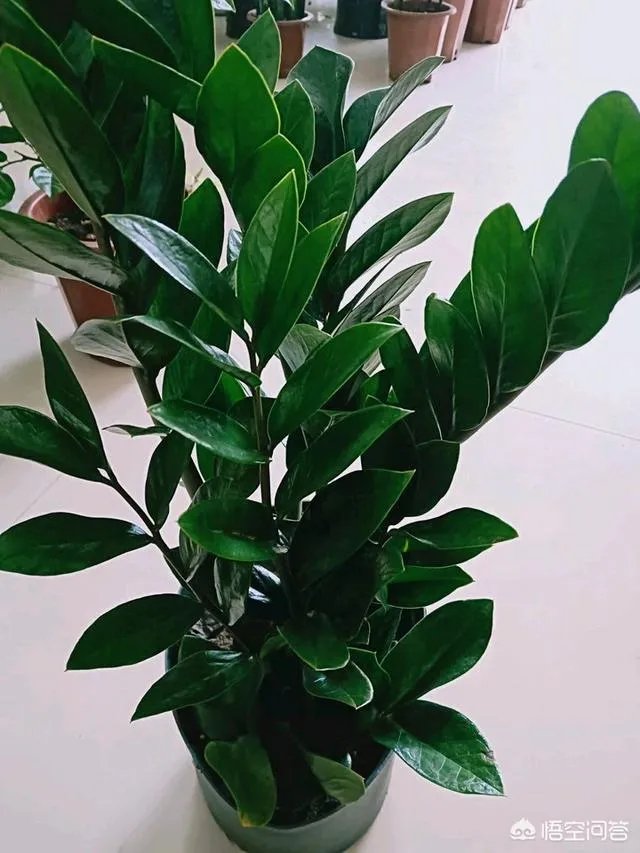 金钱树该怎么养？