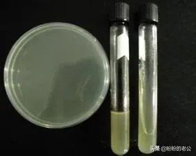 培养基的配制？