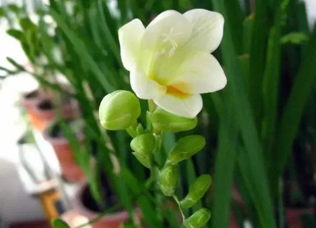 大魔国，君王有道，檐前点点飞花雨。求下联？