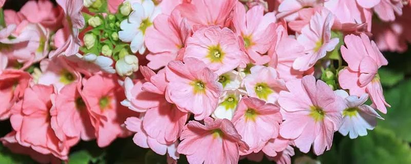 太阳花花语 太阳花的花语