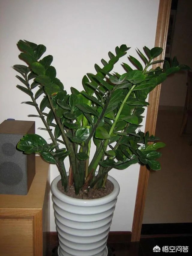 金钱树该怎么养？