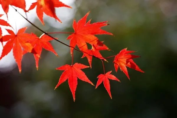 香山红叶什么时候红