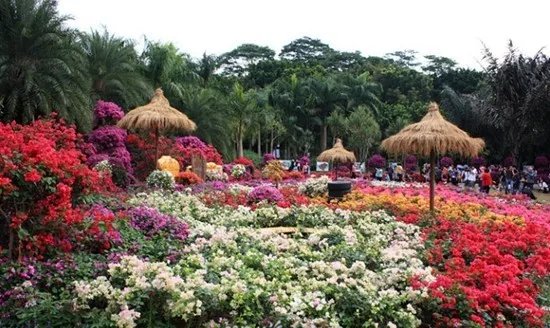 春夏秋冬各有什么花 四季代表性的花卉是什么