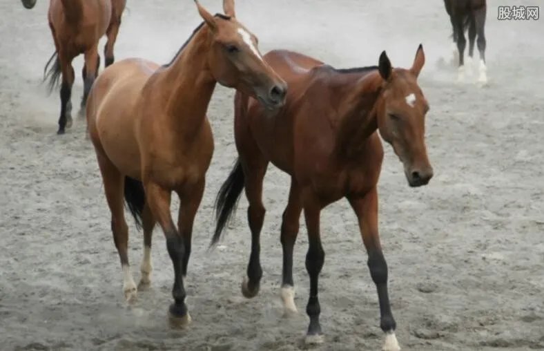 真实拍摄：国外美女给马配种全过程