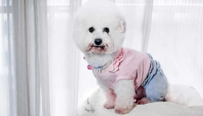 松狮犬的脾气怎么样 松狮犬的优缺点