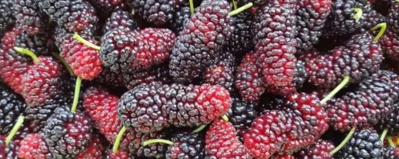 桑葚的功效与作用禁忌