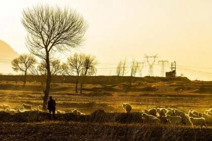 戊土生于丑月金不换如何解析 戊土命的个性如何