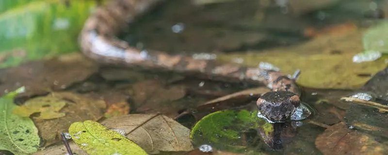女人梦见到处都是蛇预示什么 女人梦见到处都是蛇有什么预兆