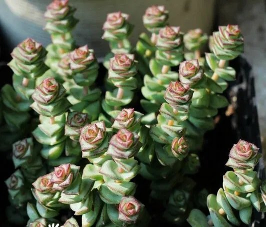 钱串子花养殖方法和注意事项