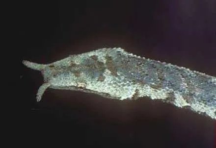 世界上最快的蛇，钓鱼蛇捕鱼速度0.001秒