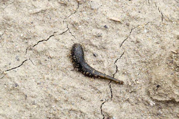 水蛭的作用与功效