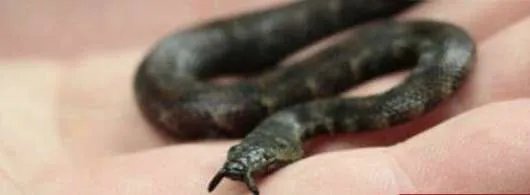 世界上最快的蛇，钓鱼蛇捕鱼速度0.001秒