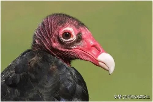 世界上最丑的十大动物排名？