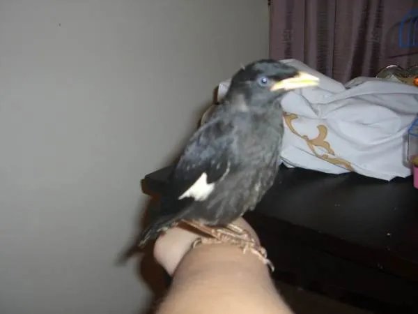 八哥鸟都有什么品种?怎么区分?怎么定价格?