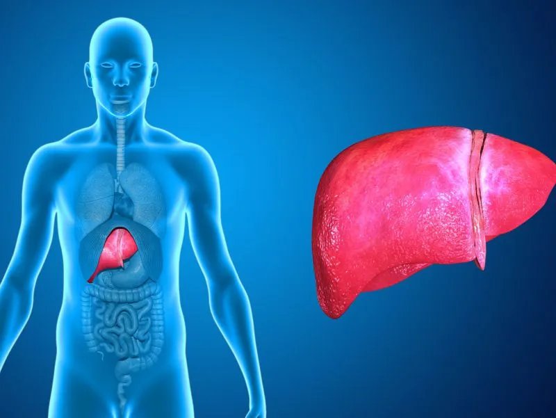 肝脏的生理功能作用