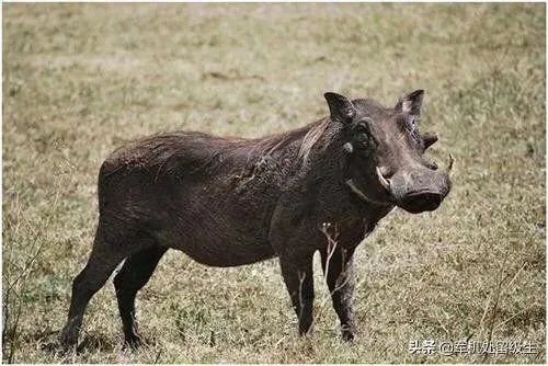 世界上最丑的十大动物排名？