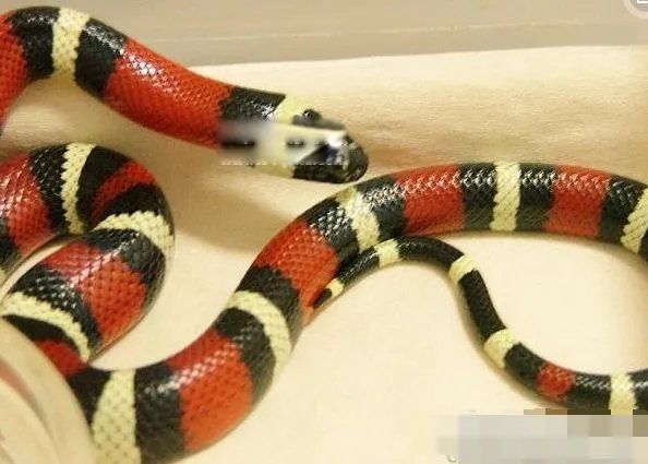 牛奶蛇长什么样子图片 它和珊瑚蛇有什么区别