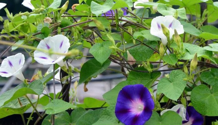 乔木和灌木的区别 乔木和灌木的区别在哪里