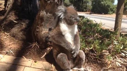 考拉打架打输哭到声音沙哑，你喜欢考拉这种动物吗？