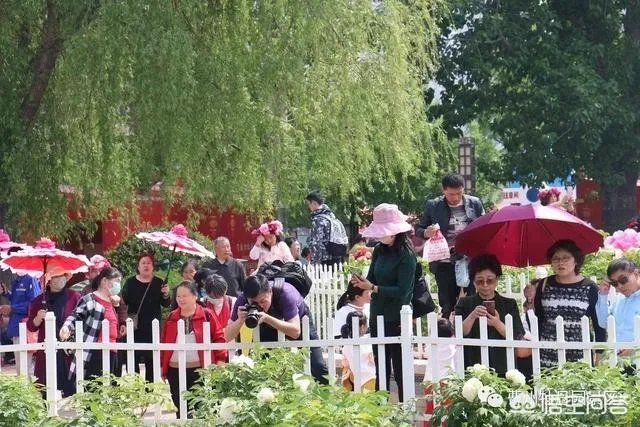 菏泽牡丹花会2019人多吗？