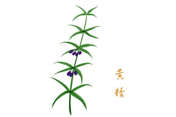 黄精的功效与作用吃法