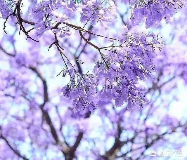 女孩子经常拍花的照片给我看是什么意思？