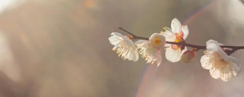 孤芳自赏什么意思