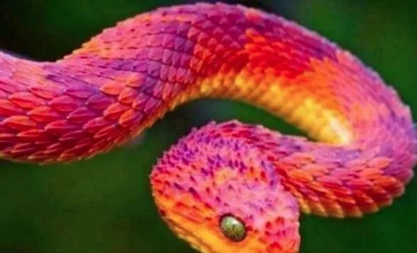 世界上最奇异的蛇，能散发出香味的香蛇