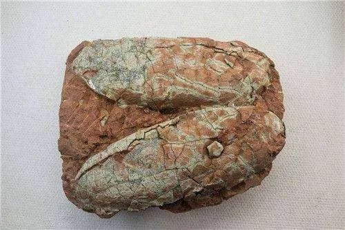 恐龙蛋化石价格行情