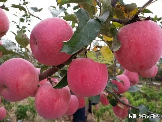 进入9月份了中晚熟水果陆续进入成熟采摘期，可是今年的水果价格怎么这么低？