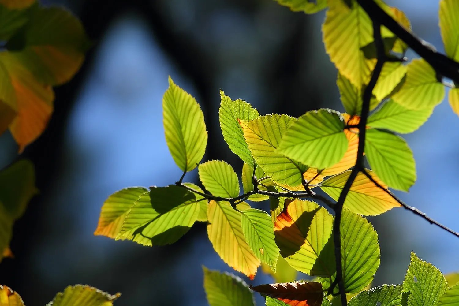 一捧江山在掌握的介绍