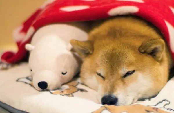 comfortable是什么意思