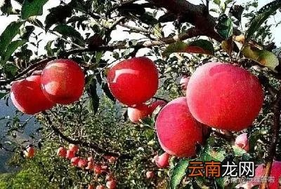 栖霞市属于烟台吗 山东省栖霞市有几个区