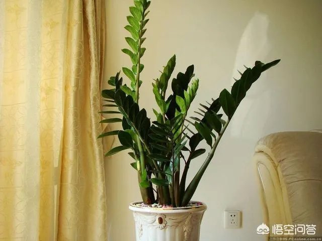 金钱树该怎么养？