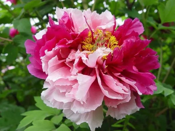 洛阳哪个牡丹园最好？具体说说可以吗？