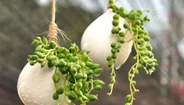 多肉的分类是哪几个？