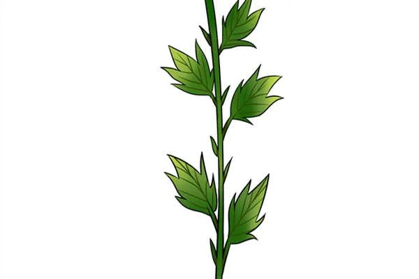 荆豆的营养价值与功效