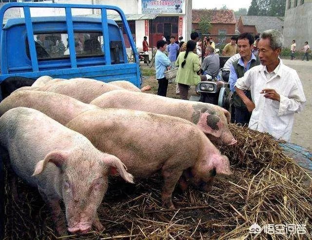 2018年下半年生猪价格走势