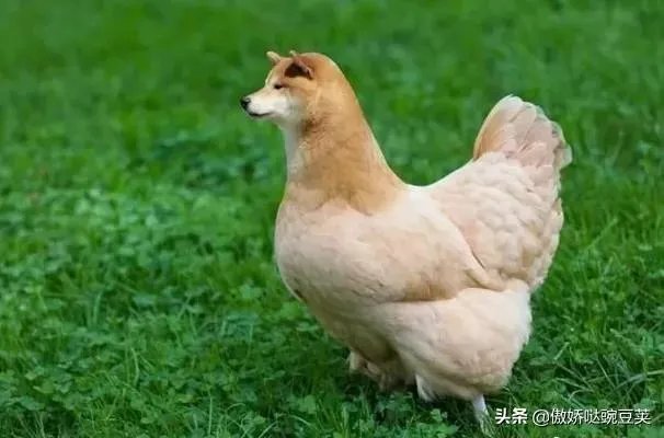 求超级搞笑的图片？