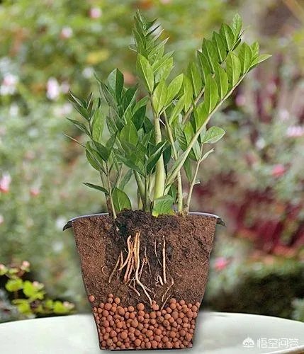 金钱树该怎么养？