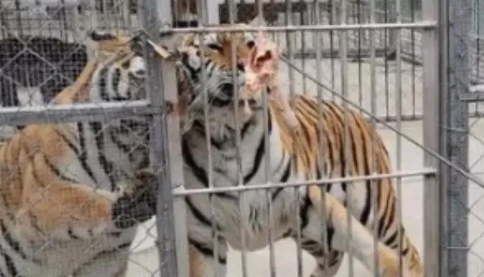 为何击毙两只老虎？河南公布细节 两只老虎出逃咬死饲养员均被击毙，河南淅川县公布处置细节