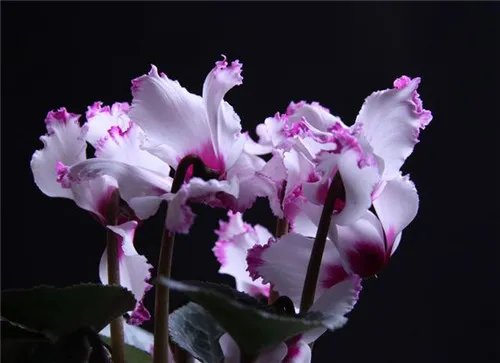 仙客来花是怎样的花 怎样养殖仙客来