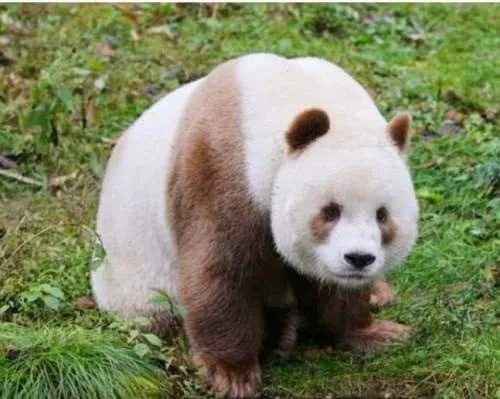 全球唯一白色大熊猫长大变金白色，它的毛发为何会变色呢？