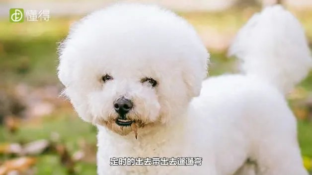 狗的品种有哪些