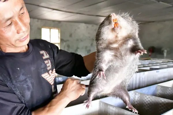 在农村养殖业里什么最净钱