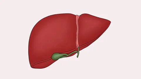 肝火旺吃什么好